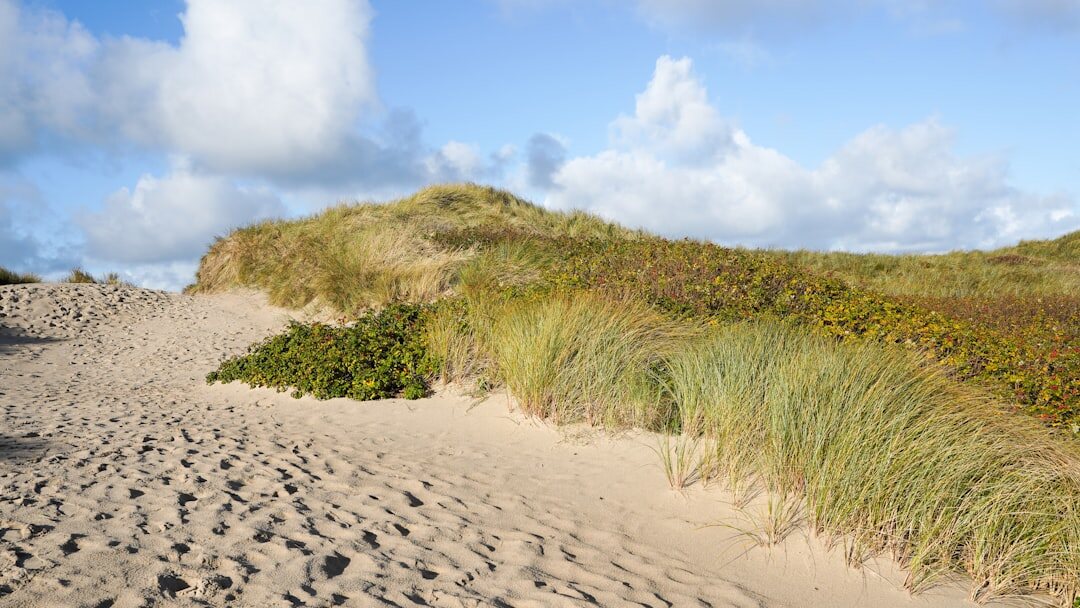 Wild untouched coastline with grassy dunes and no development